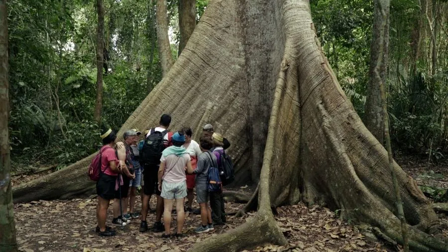 Grupo diante de uma samaúma na Amazônia